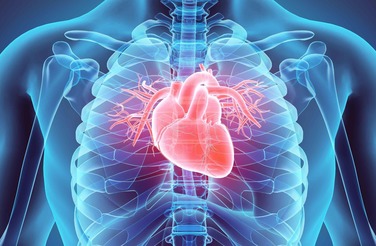 The first preclinical animals test